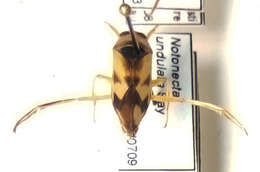 Image of Notonecta undulata Say 1832
