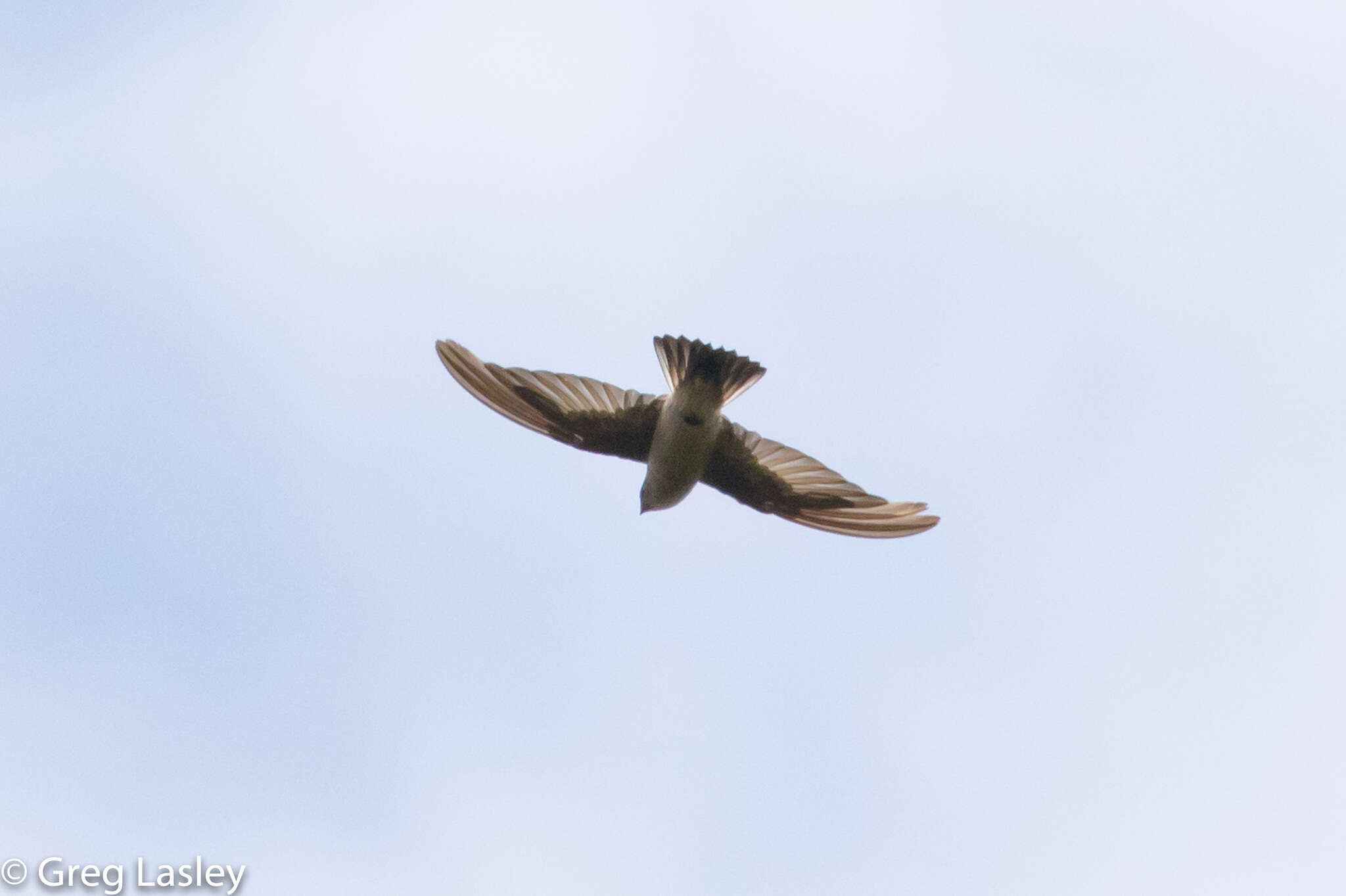 Image of Madagascar Spinetail