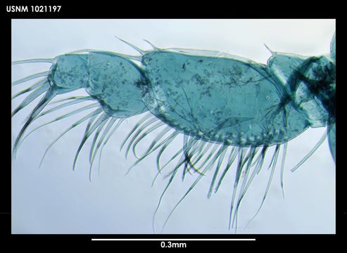 Image of <i>Leviapseudes teunimanus</i> Blazewicz-Paszkowycz & Larsen