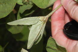 Image de Croton argenteus L.