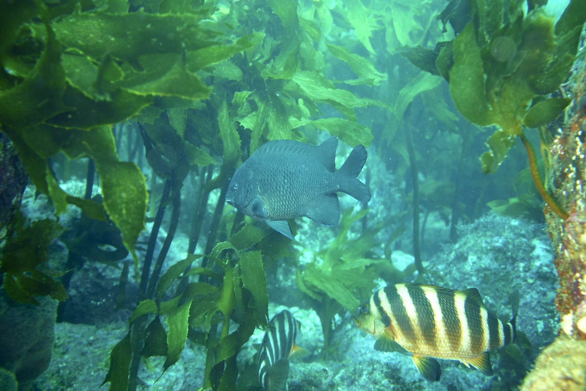 Image of New Zealand black angelfish