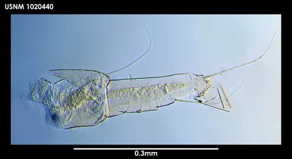 Image of <i>Tanaella eltaninae</i> Guerrero-Kommritz & Blazewicz-Paszkowycz 2004