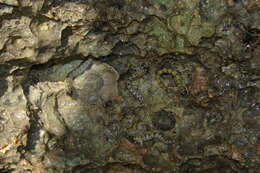 Image of Pallid Rockskipper