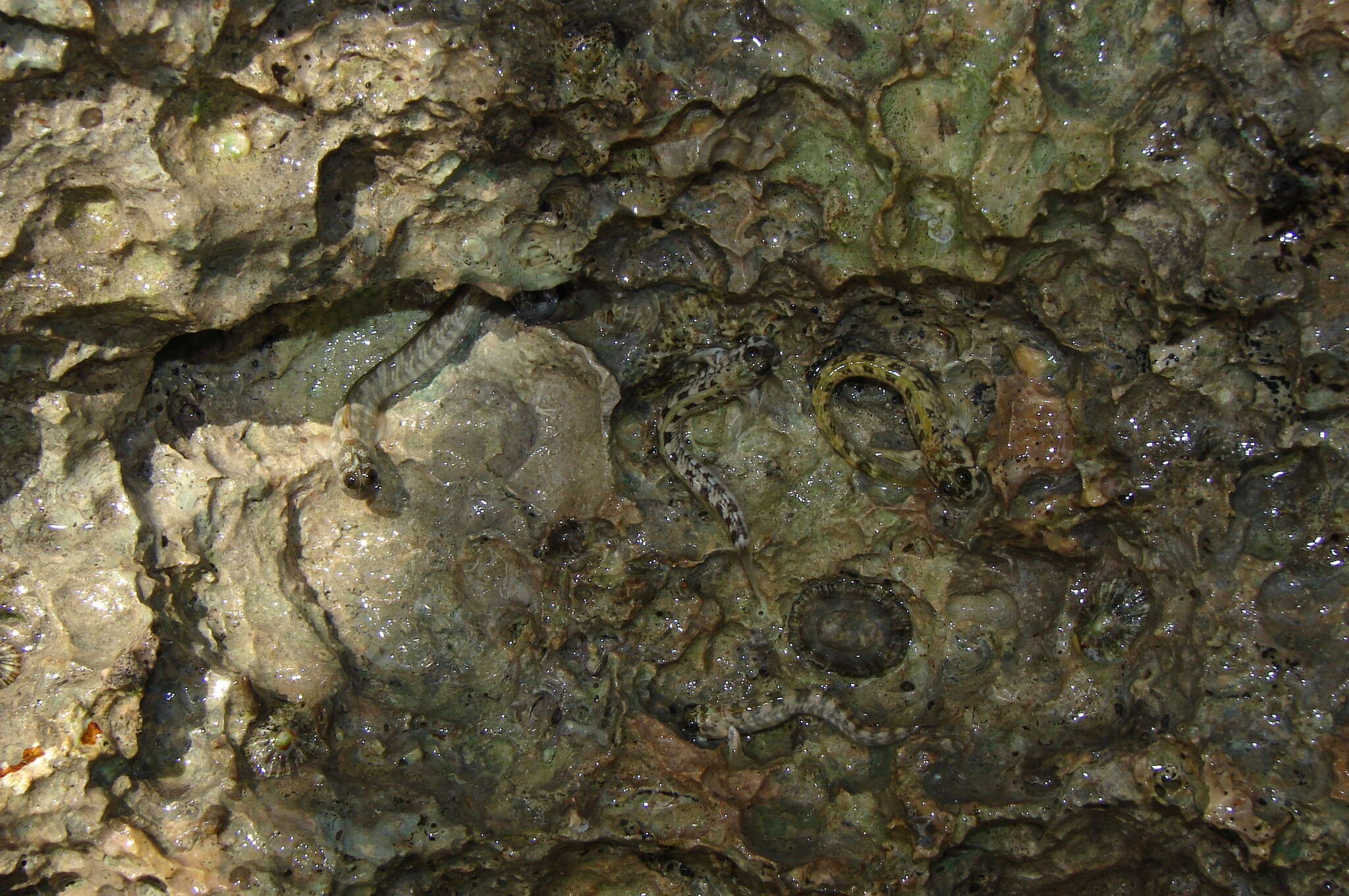 Image of Pallid Rockskipper