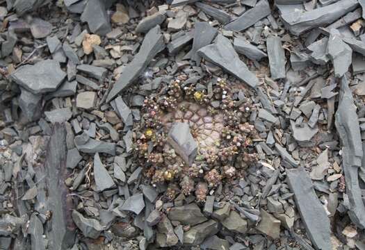 Image de Euphorbia procumbens Mill.