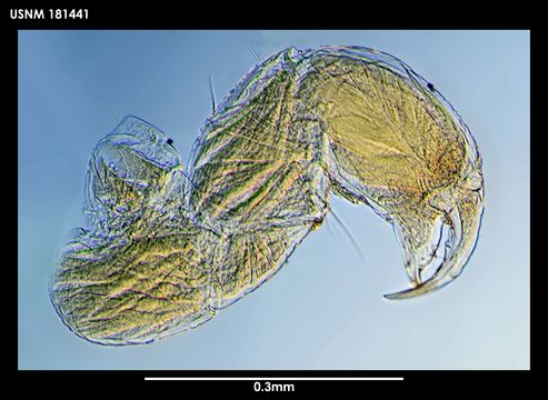Image of <i>Mirandotanais vorax</i> Kussakin & Tzareva 1974