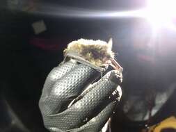 Image of Yuma Myotis