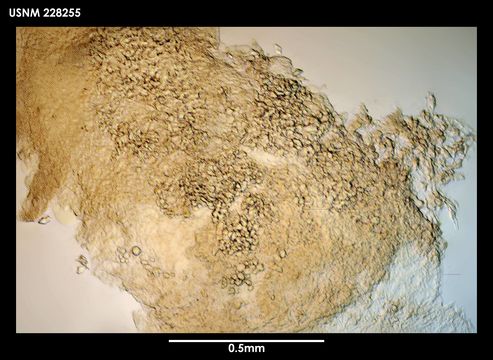 Image of <i>Gongylophysema asetosum</i> Grygier 1987