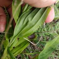 Habenaria novemfida Lindl. resmi