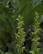 Imagem de Platanthera stricta Lindl.