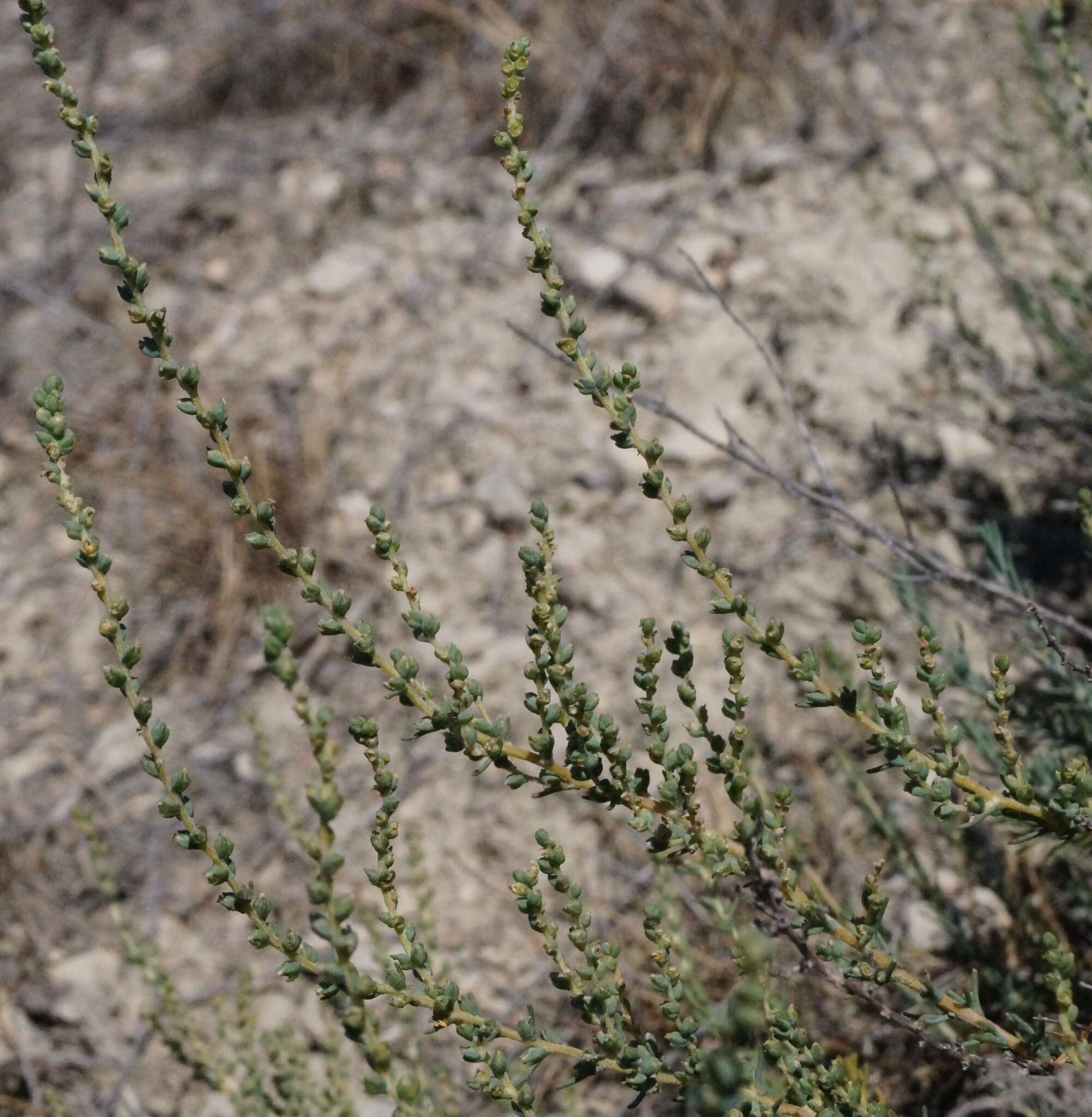 Image of Nitrosalsola laricina (Pall.) Theodorova