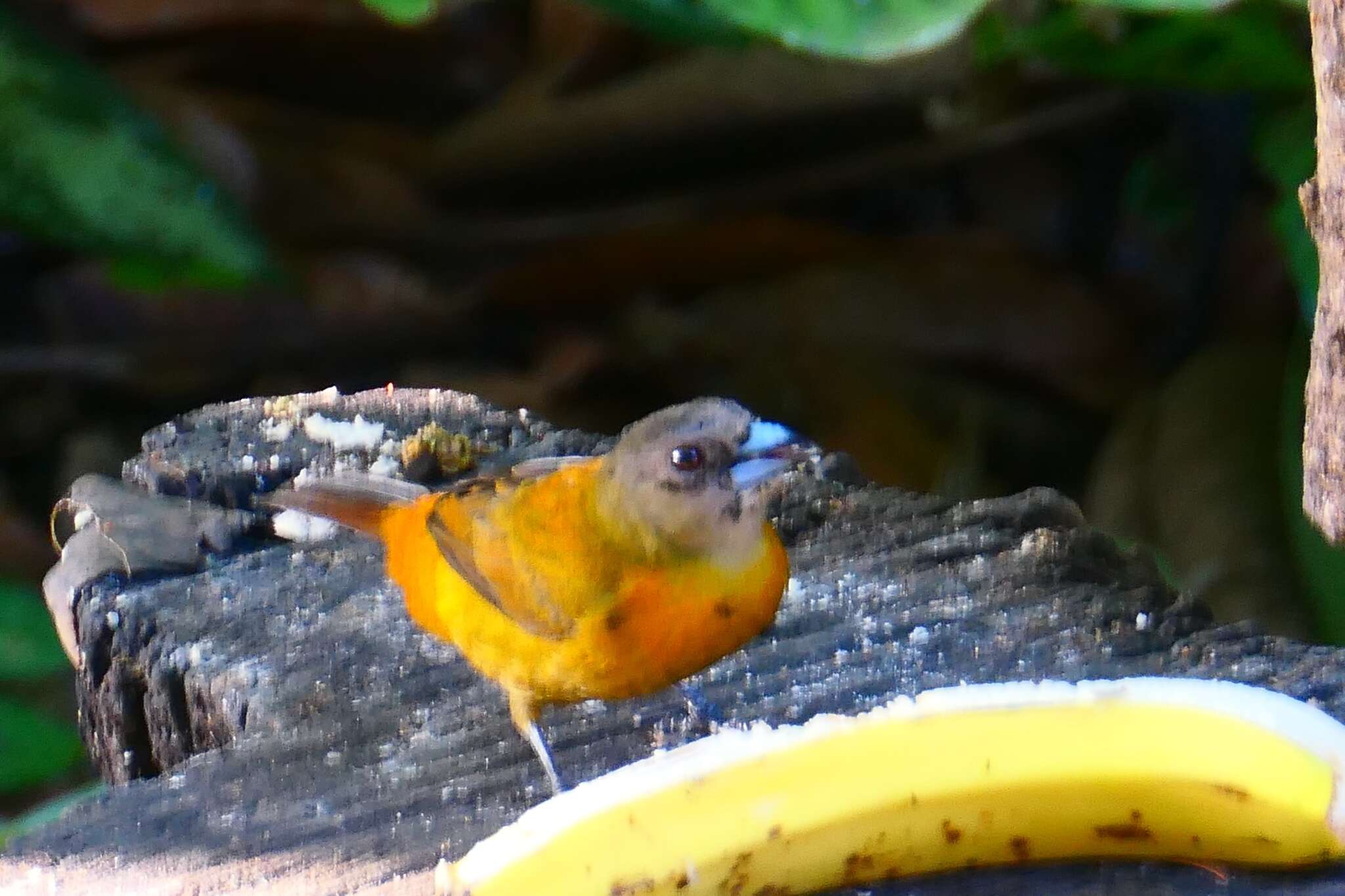 Image de Tangara à croupion rouge