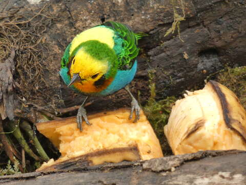 Imagem de Chlorochrysa nitidissima Sclater & PL 1874