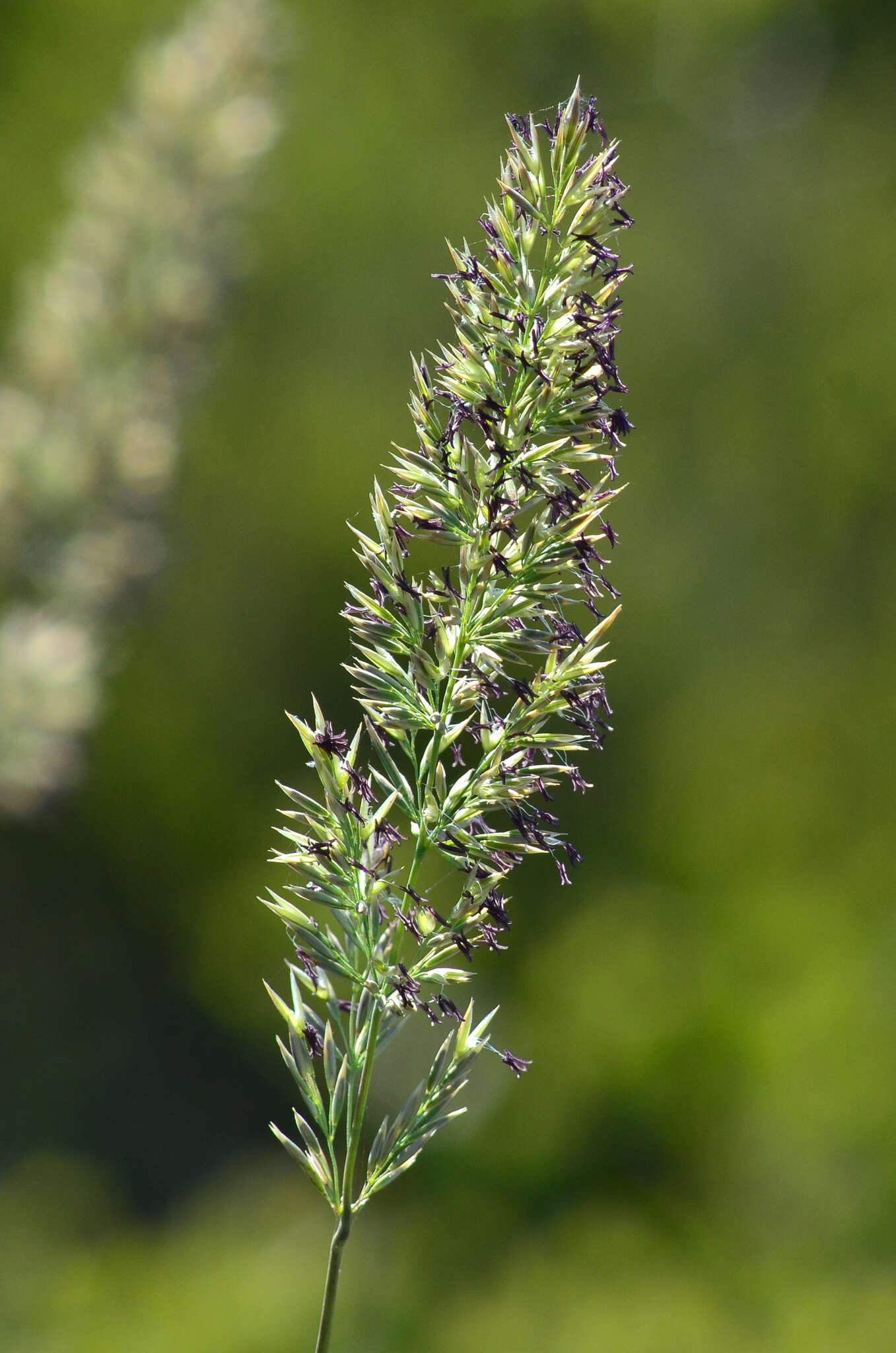 Image of serpentine reedgrass