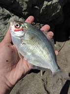 Image of Silver surfperch