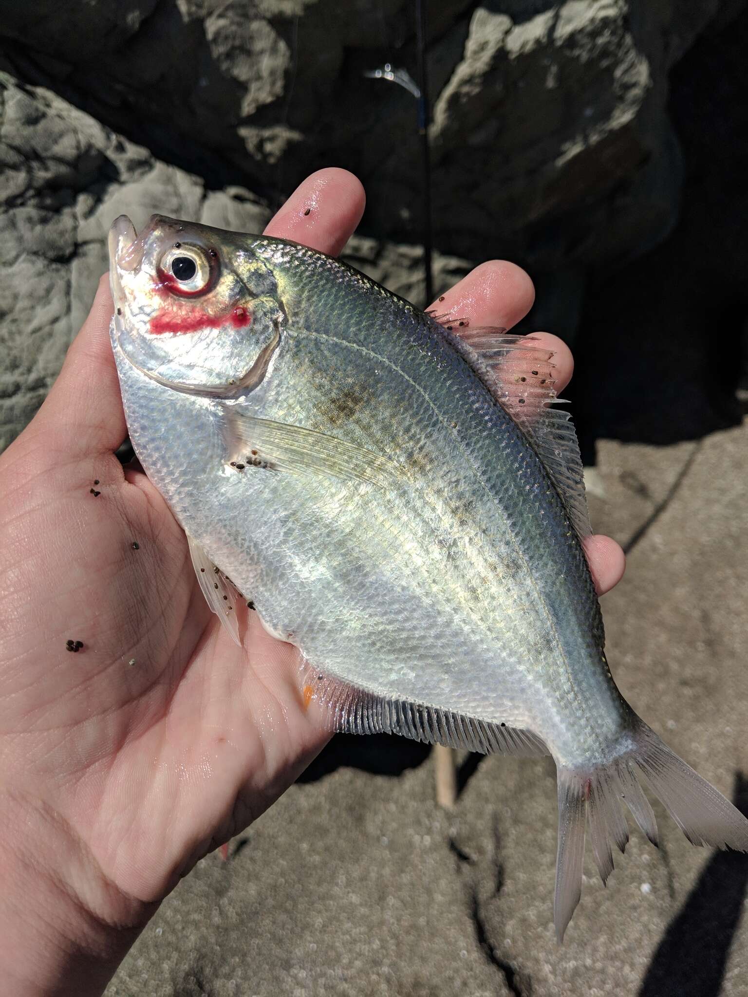 Image of Silver surfperch