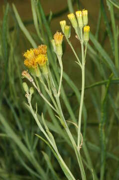 Image of Senecio cunninghamii DC.