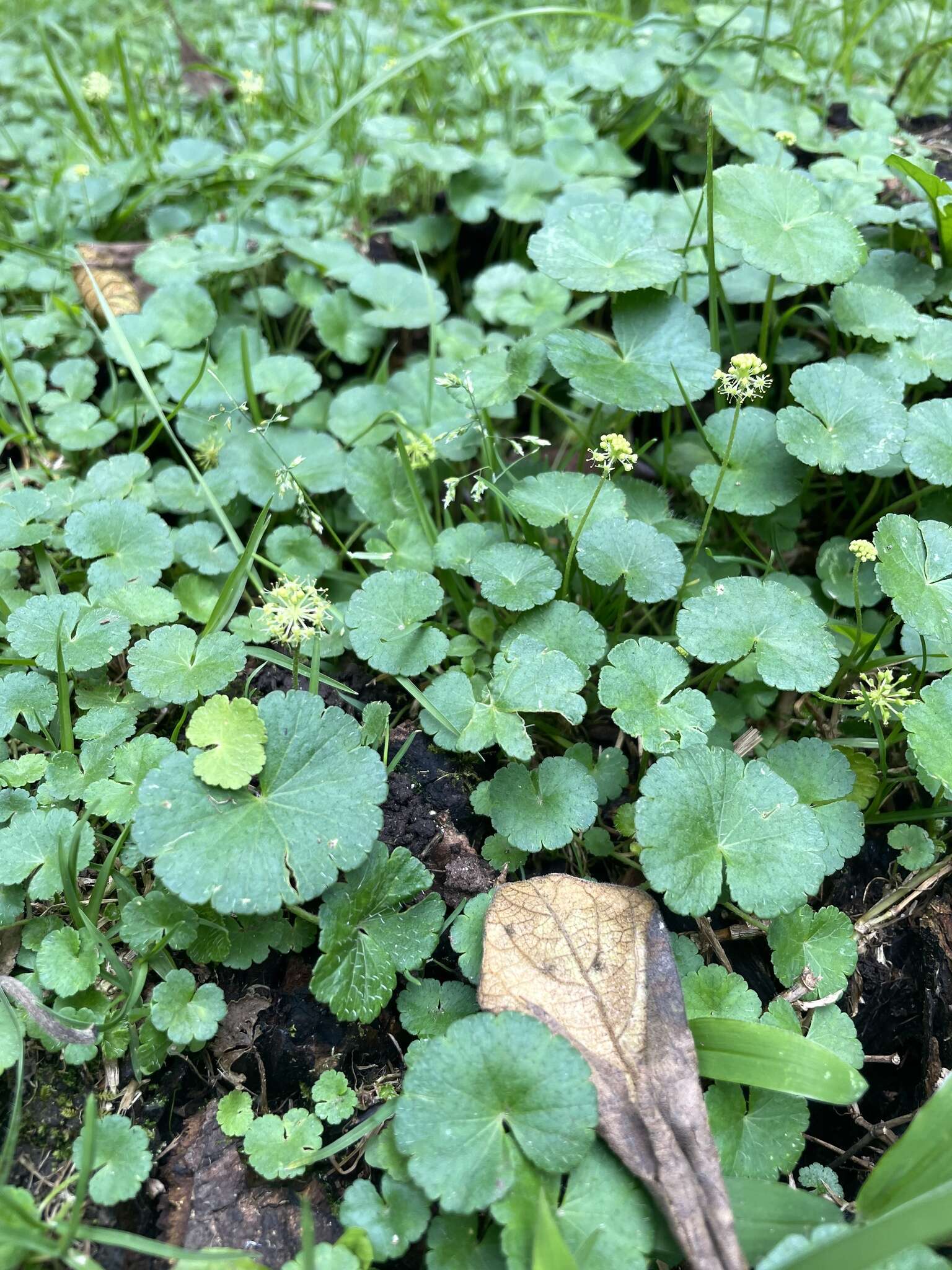 Image de Hydrocotyle bonplandii A. Rich.