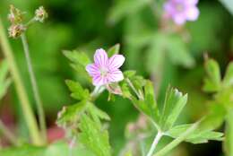 Image of Geranium potosinum H. E. Moore