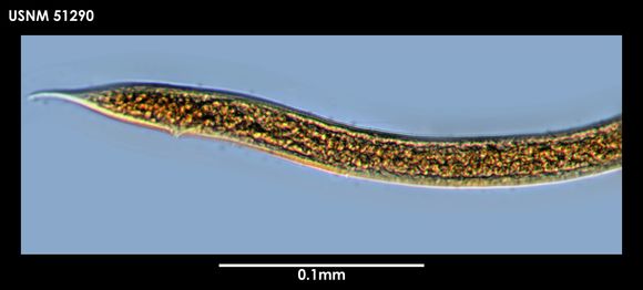 Image of <i>Cinctonema polare</i> (Cobb 1914) Timm 1978