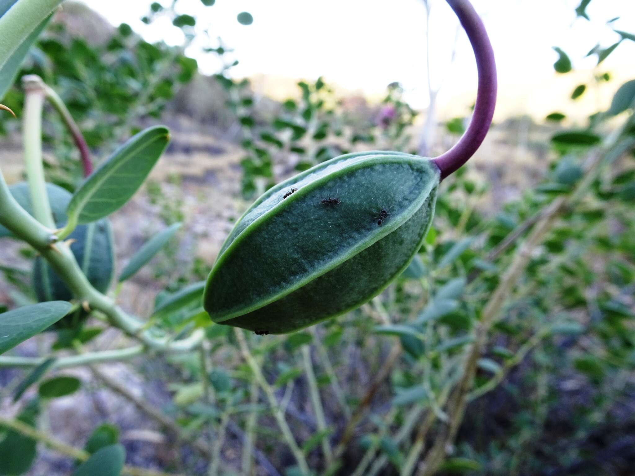 Image de Capparis nummularia DC.