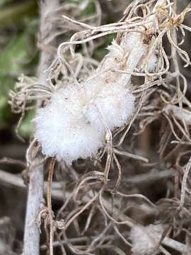 Plancia ëd Rhopalomyia floccosa (Felt 1916)