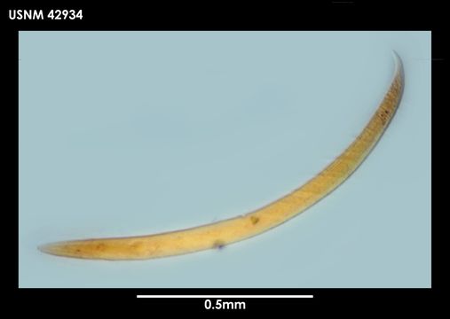 Image of <i>Plectus frigophilus</i> Kiryanova 1958
