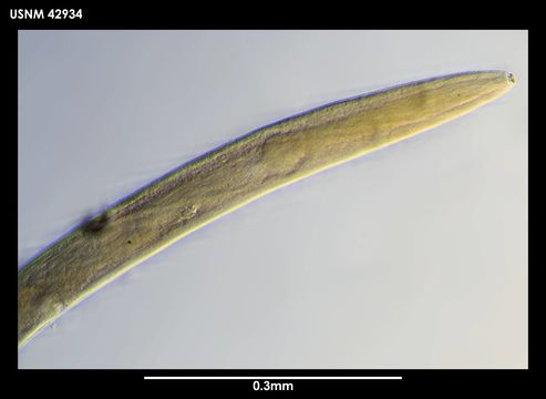 Image of <i>Plectus frigophilus</i> Kiryanova 1958