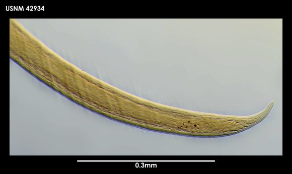 Image of <i>Plectus frigophilus</i> Kiryanova 1958