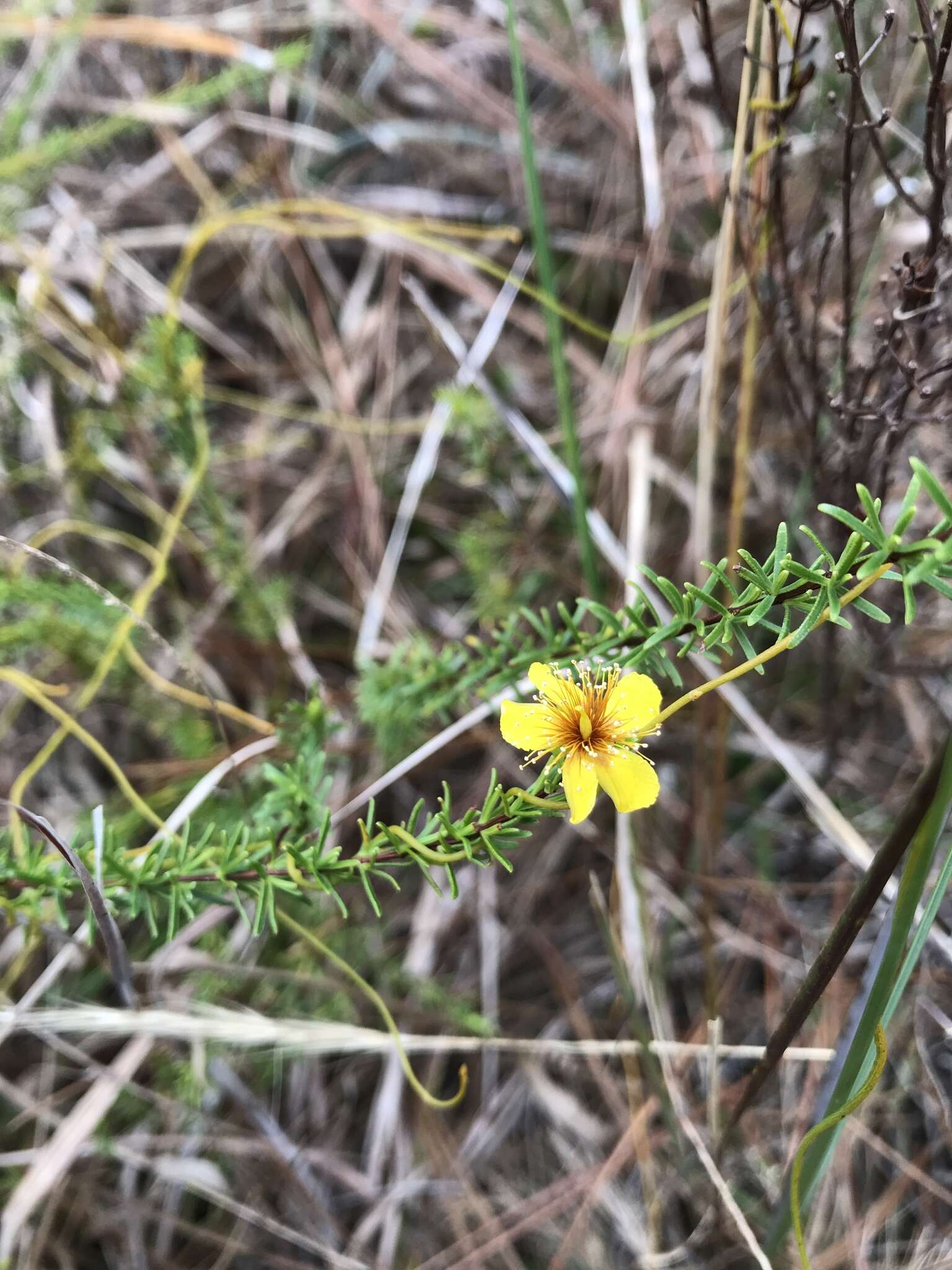 Image of Atlantic St. John's-Wort