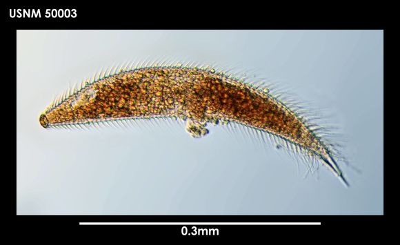 Image de <i>Greeffiella antarctica</i> Timm 1978