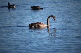 Image of Black Swan