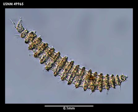 Image of <i>Desmoscolex frigidus</i> Timm 1978