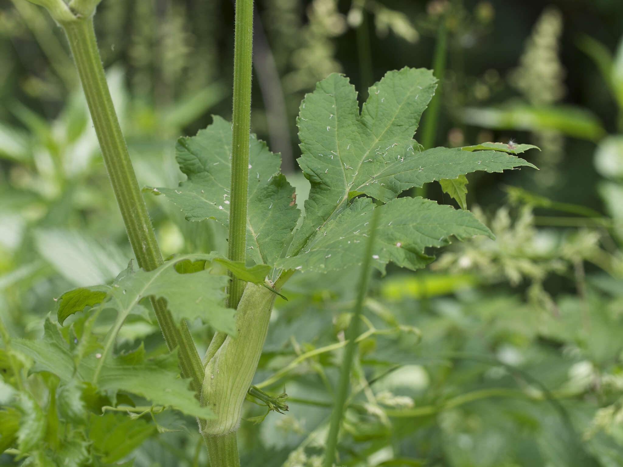 Image of American Cow-Parsnip