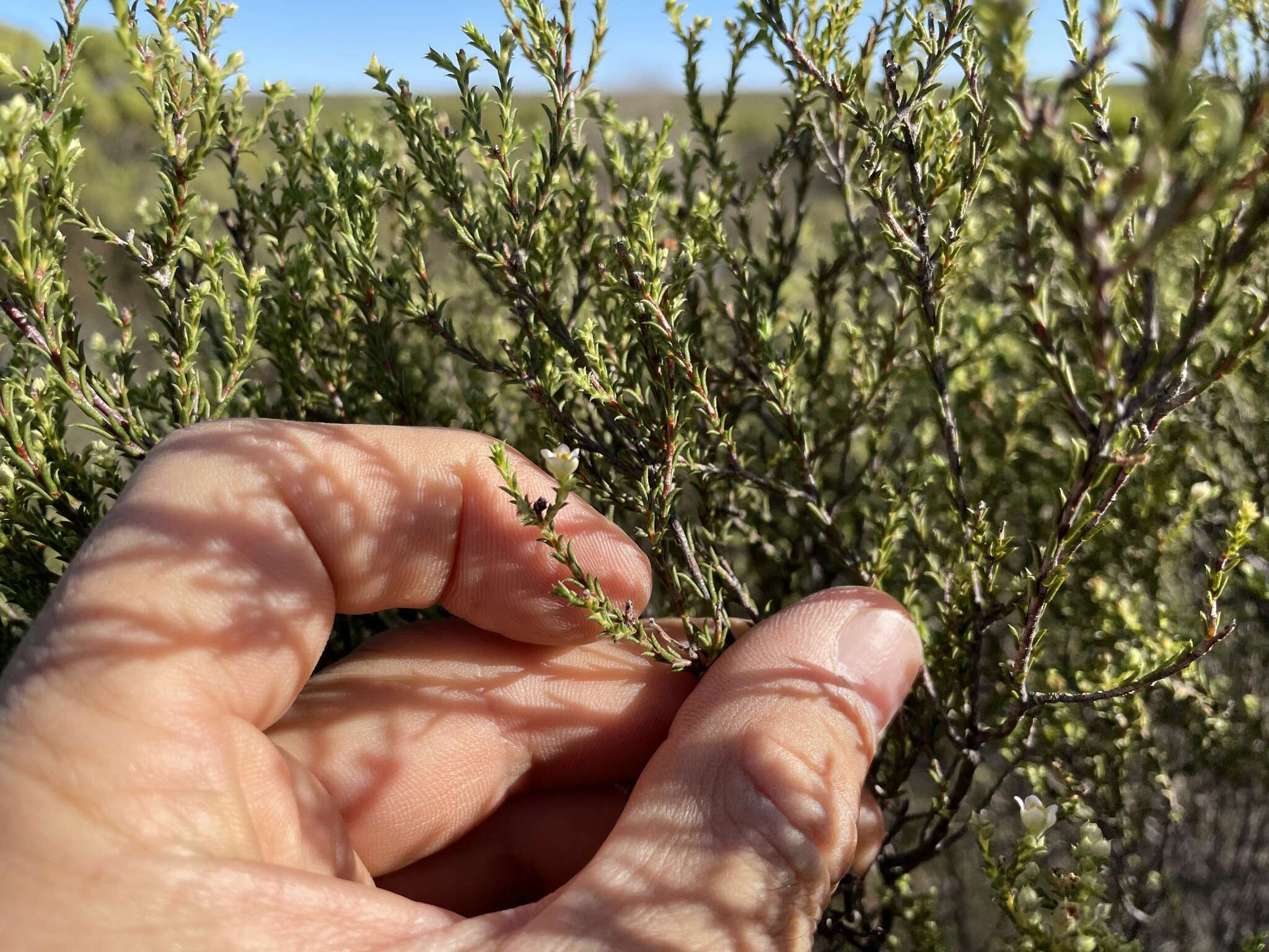 Image of Diosma acmaeophylla Eckl. & Zeyh.