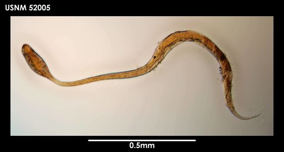 Image of <i>Paradraconema antarcticum</i>