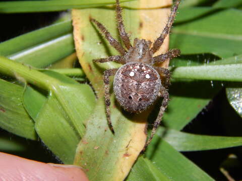 Image of Pararaneus cyrtoscapus (Pocock 1898)