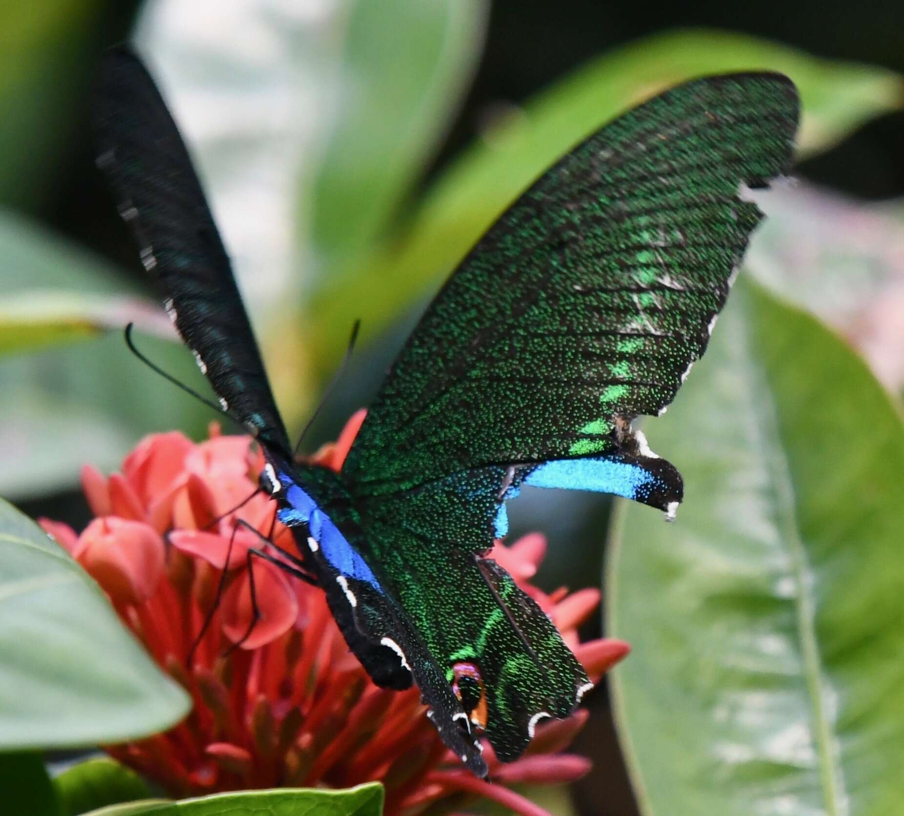 Sivun Papilio paris Linnaeus 1758 kuva