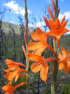 Image of Watsonia pillansii L. Bolus