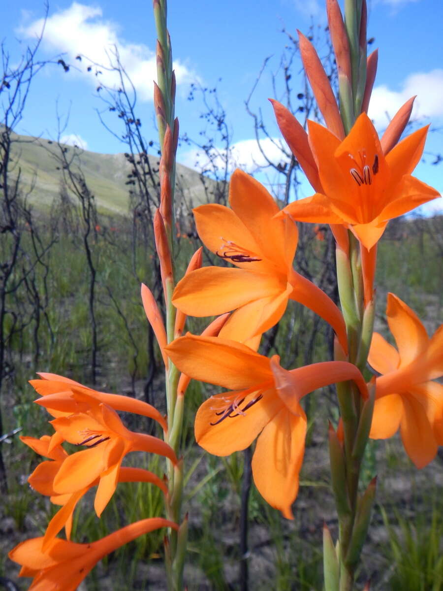 صورة Watsonia pillansii L. Bolus