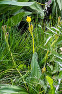 Image of Hypoxis costata Baker