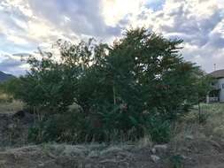 Image of Arizona walnut