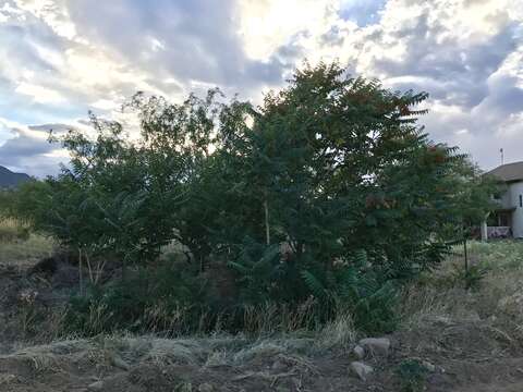 Image of Arizona walnut