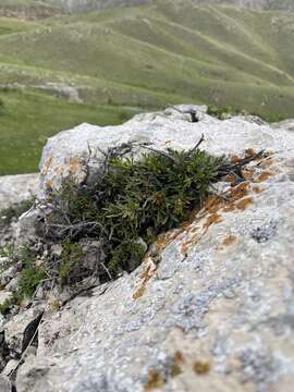 Image of Rhamnus tortuosa Somm. & Levier