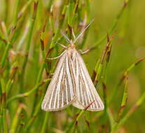 Plancia ëd Amelora oritropha Turner 1919