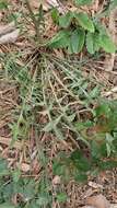 Image of cultivated endive