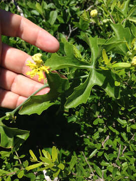 Image of Ibervillea lindheimeri (A. Gray) Greene