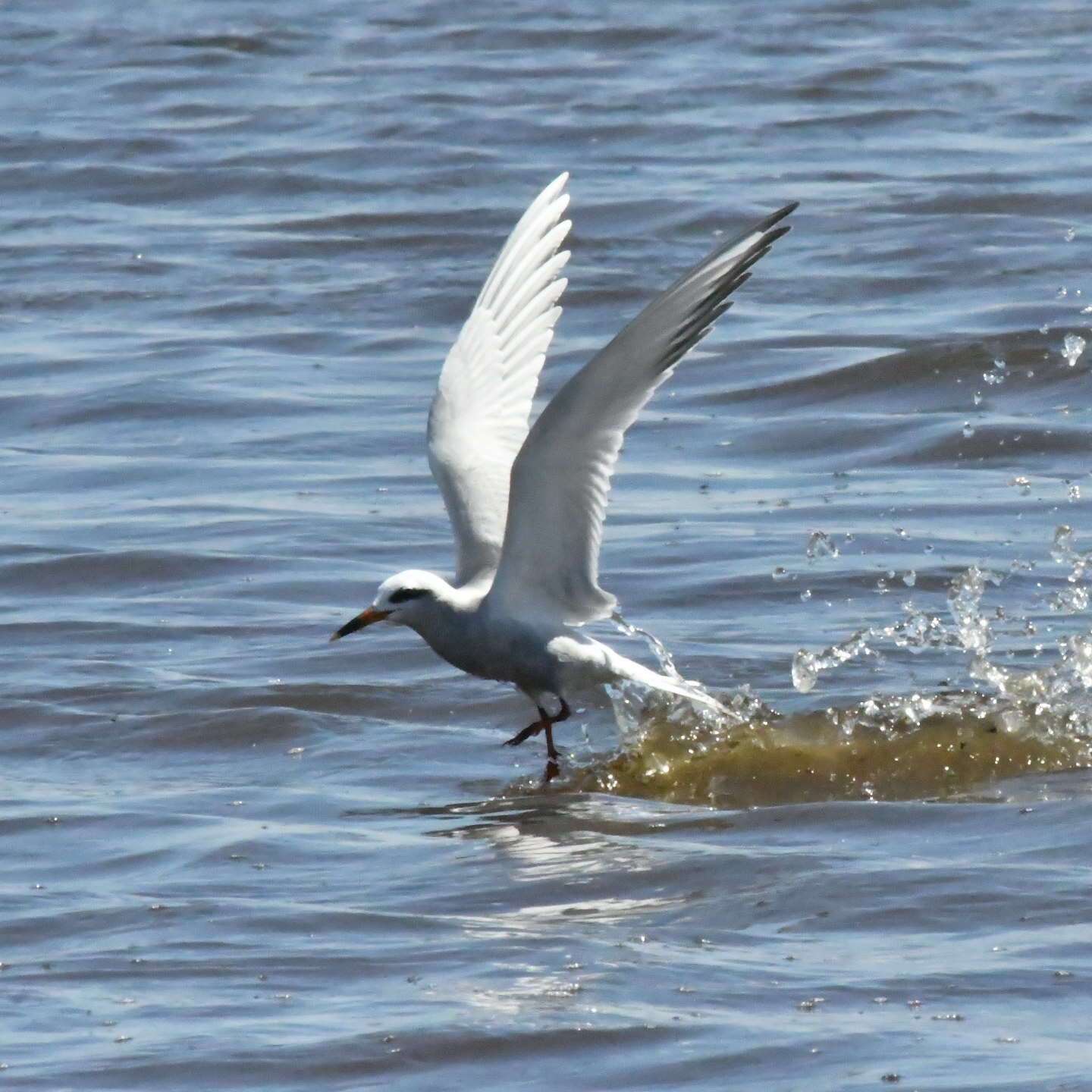 Image of Snowy-crowned Tern