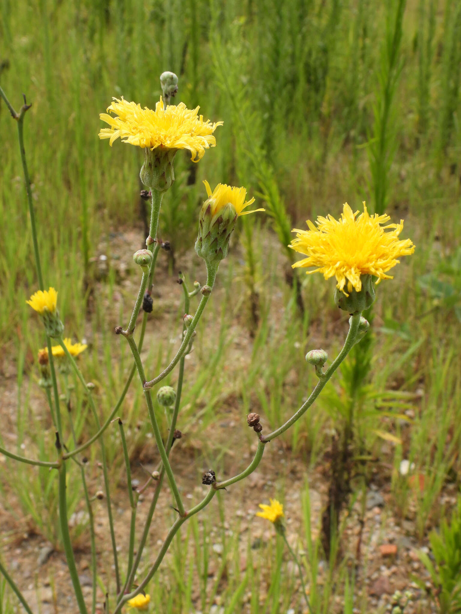 Image de Sonchus brachyotus DC.