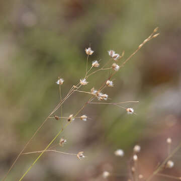 Plancia ëd Eriachne ciliata R. Br.